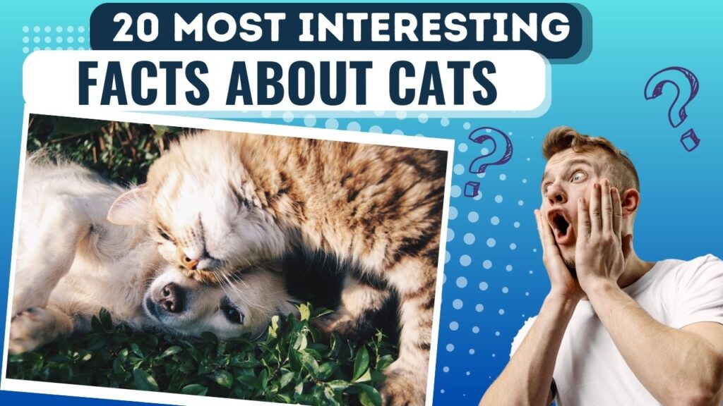 facts bout cats
