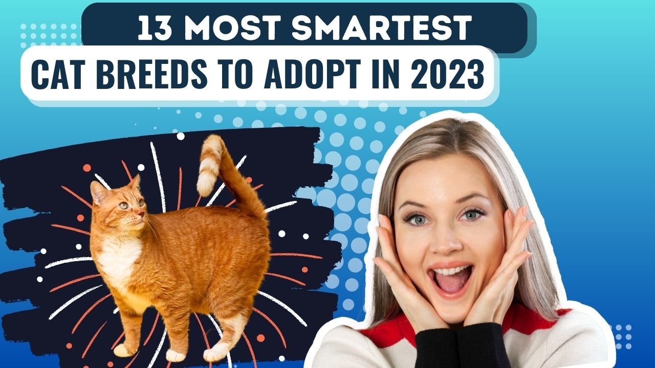 13 Most Smartest Cat Breeds to Adopt in 2023