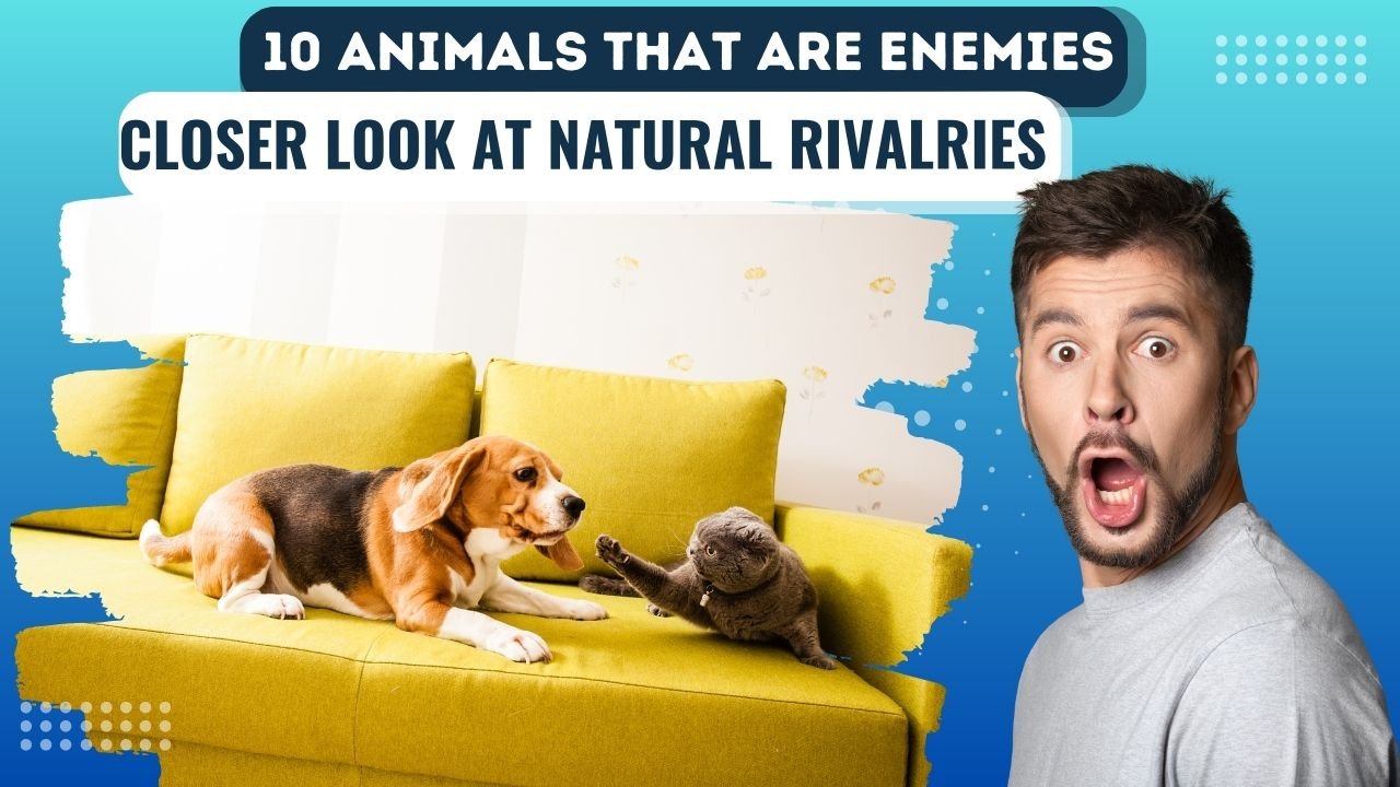 10 Animals that are Enemies to Each Other: A Closer Look at Natural Rivalries