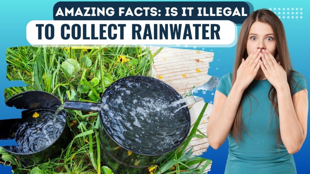 collect rainwater