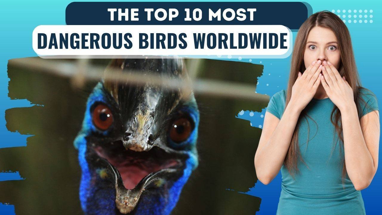 Wings of Death: The Top 10 Most Dangerous Birds Worldwide